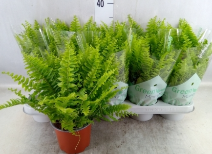 Nephrolepis Green Moment - paproć  (1).png