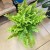Nephrolepis Green Moment - paproć  (9).jpg