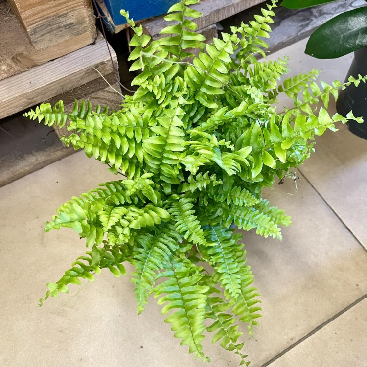 Nephrolepis Green Moment - paproć  (9).jpg