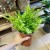 Nephrolepis Green Moment - paproć  (10).jpg