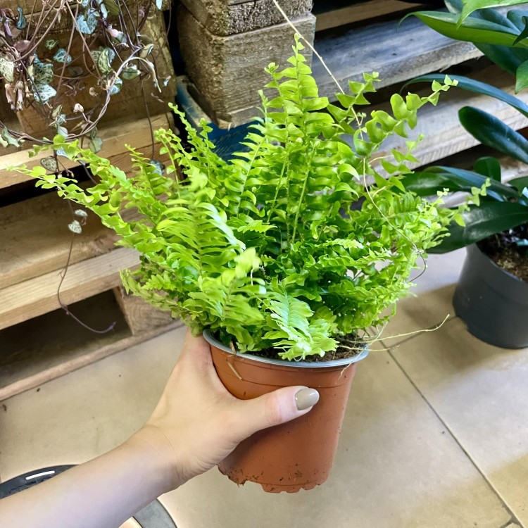 Nephrolepis Green Moment - paproć  (10).jpg