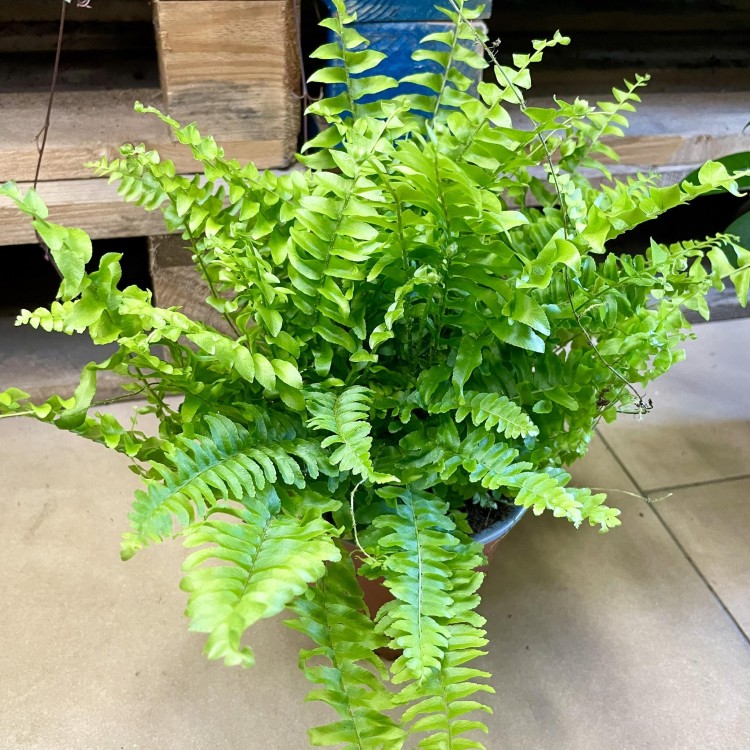 Nephrolepis Green Moment - paproć  (11).jpg