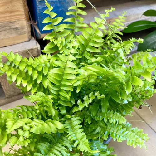 Nephrolepis Green Moment - paproć  (12).jpg
