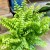 Nephrolepis Green Moment - paproć  (12).jpg