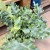 paproć Phlebodium aureum 'Davana (1).jpg