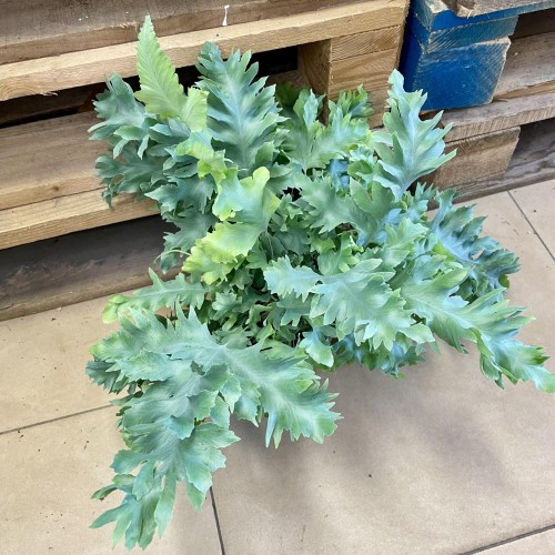 paproć Phlebodium aureum 'Davana (2).jpg
