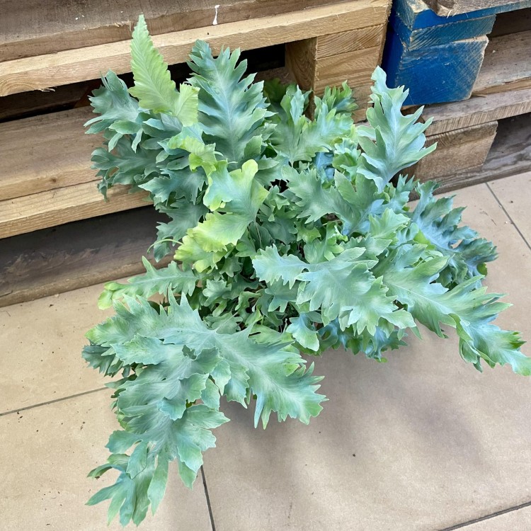 paproć Phlebodium aureum 'Davana (2).jpg