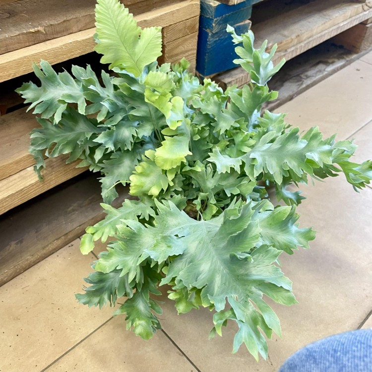 paproć Phlebodium aureum 'Davana (4).jpg