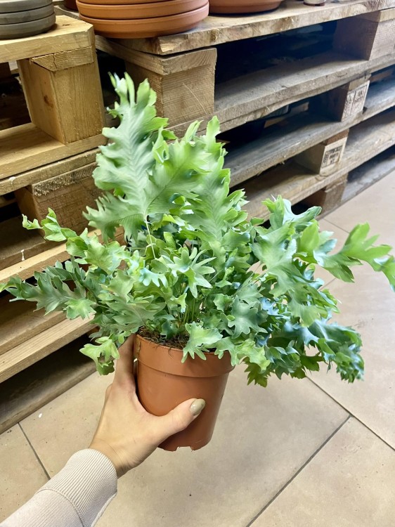paproć Phlebodium aureum 'Davana (5).jpg