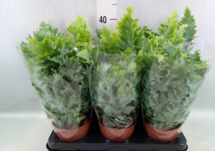 paproć Phlebodium aureum 'Davana (1).png