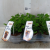 anginka Pelargonia zapachowa Cola Bottles (1).png