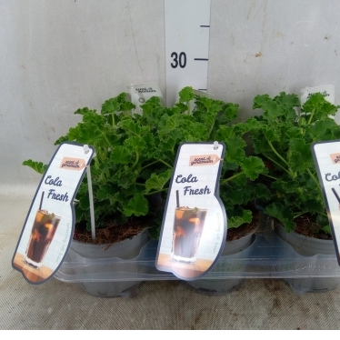 anginka Pelargonia zapachowa Cola Bottles (1).png