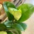 Ficus elastica 'Robusta' jest popularną rośliną doniczkową znana również jako gumowiec. Jest to odmiana figowca z rodziny morwowatych (Moraceae), pochodząca z tropikalnych lasów Azji Południowo-Wschodniej. Charakteryzuje  (5).jpg