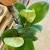 Ficus elastica 'Robusta' jest popularną rośliną doniczkową znana również jako gumowiec. Jest to odmiana figowca z rodziny morwowatych (Moraceae), pochodząca z tropikalnych lasów Azji Południowo-Wschodniej. Charakteryzuje  (6).jpg