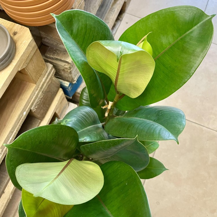 Ficus elastica 'Robusta' jest popularną rośliną doniczkową znana również jako gumowiec. Jest to odmiana figowca z rodziny morwowatych (Moraceae), pochodząca z tropikalnych lasów Azji Południowo-Wschodniej. Charakteryzuje  (6).jpg