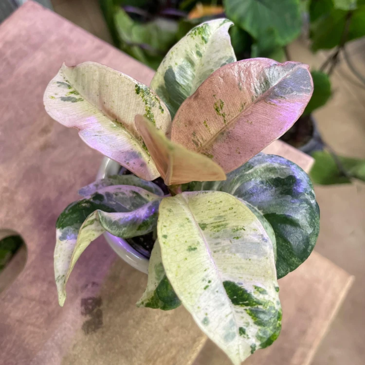 Ficus elastica 'Moonshine'.jpg