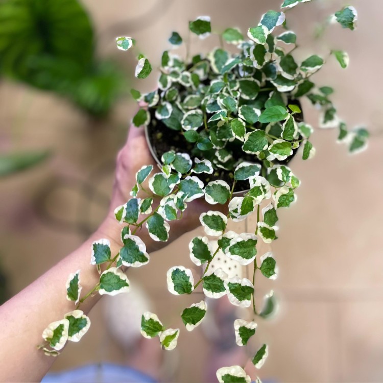 fikus pnący ficus pumila belle sunny  (6).jpg