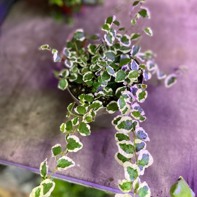 fikus pnący ficus pumila belle sunny  (7).jpg