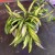 hoya wayetii variegata hoja (6).jpg