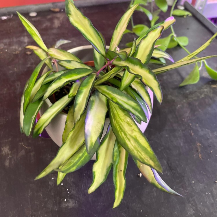 hoya wayetii variegata hoja (6).jpg
