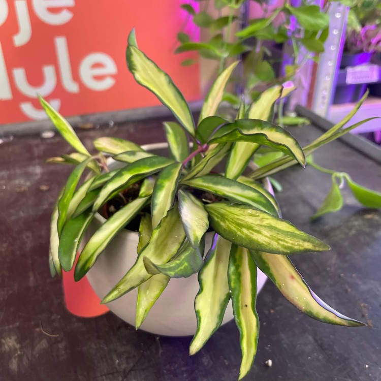 hoya wayetii variegata hoja (7).jpg