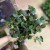 Fittonia 'Bubble Red' Fitonia (2).jpg