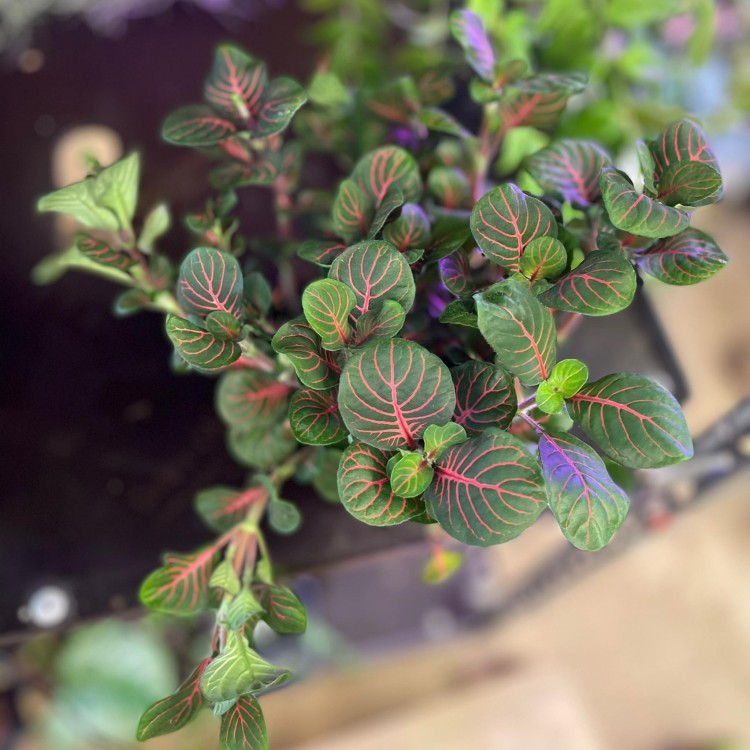 Fittonia 'Bubble Red' Fitonia (3).jpg