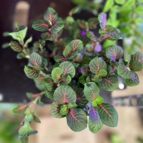 Fittonia 'Bubble Red' Fitonia (4).jpg
