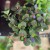 Fittonia 'Bubble Red' Fitonia (4).jpg