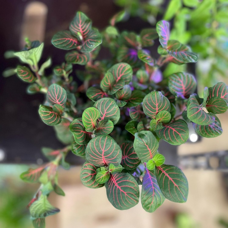 Fittonia 'Bubble Red' Fitonia (4).jpg