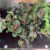 Fittonia 'Bubble Red' Fitonia (5).jpg