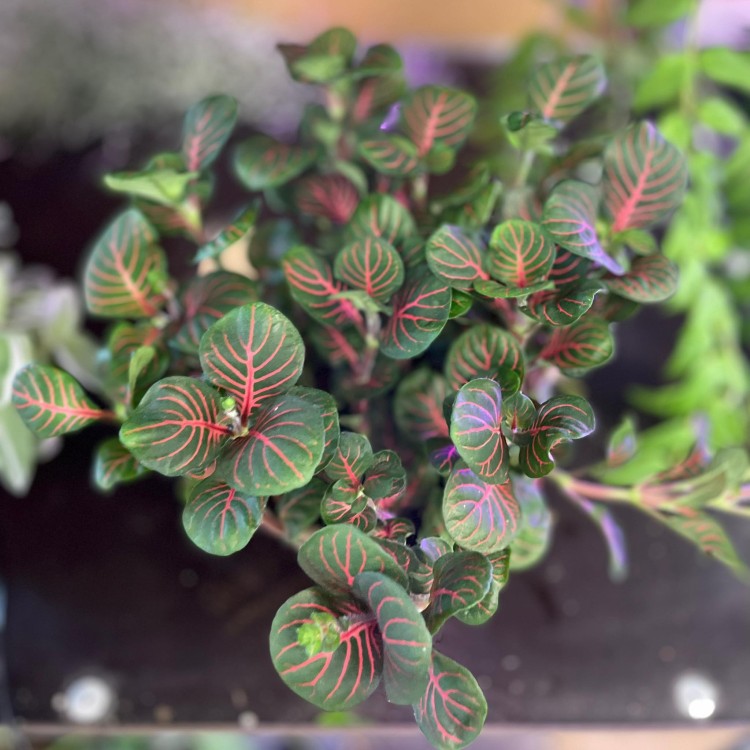 Fittonia 'Bubble Red' Fitonia (5).jpg