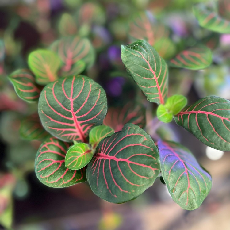 Fittonia 'Bubble Red' Fitonia (1).jpg
