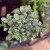 fittonia Anna (1).jpg