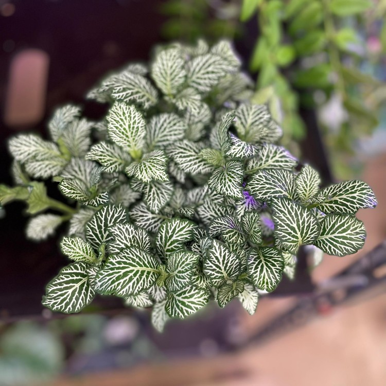 fittonia Anna (1).jpg