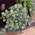 fittonia Anna (2).jpg