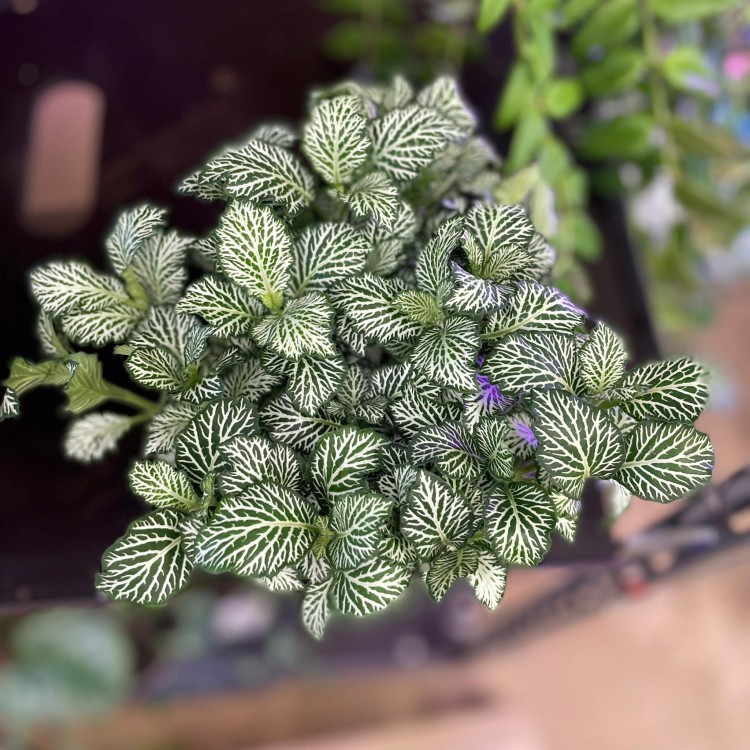 fittonia Anna (2).jpg