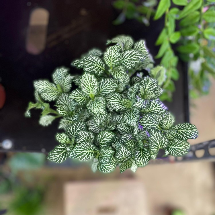 fittonia Anna (3).jpg