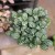 fittonia Anna (4).jpg