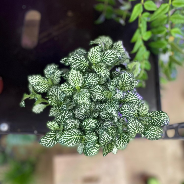 fittonia Anna (5).jpg