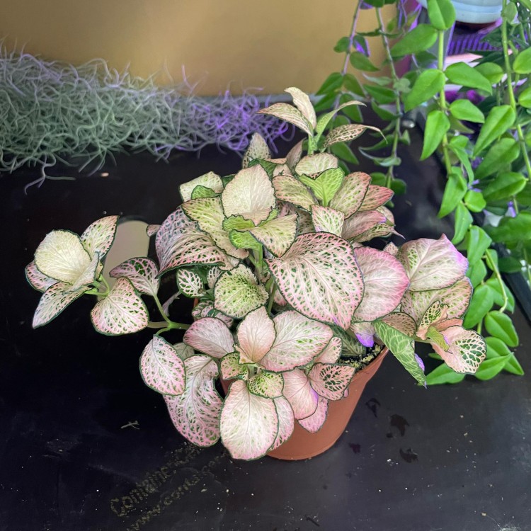 fittonia różowa (7).jpg