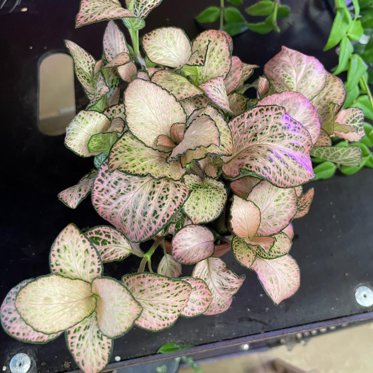 fittonia różowa (1).jpg