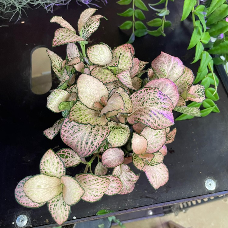 fittonia różowa (2).jpg