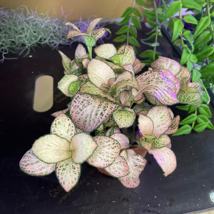 fittonia różowa (4).jpg