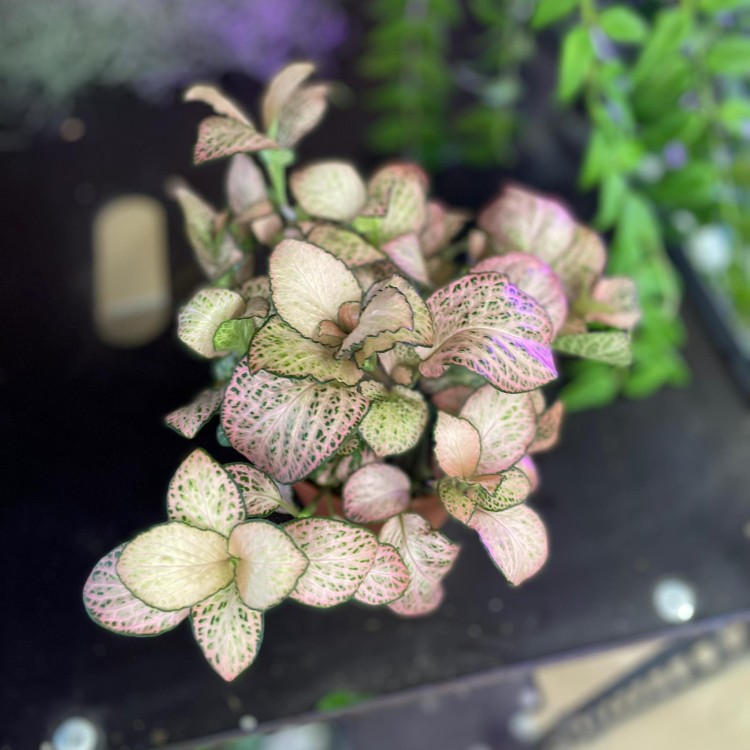 fittonia różowa (5).jpg