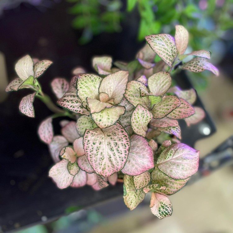 fittonia różowa (6).jpg