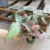 syngonium trileaf pink (2).jpg