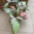 syngonium trileaf pink (4).jpg