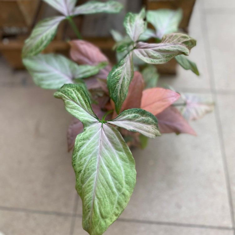 syngonium trileaf pink (4).jpg