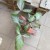 syngonium trileaf pink (5).jpg